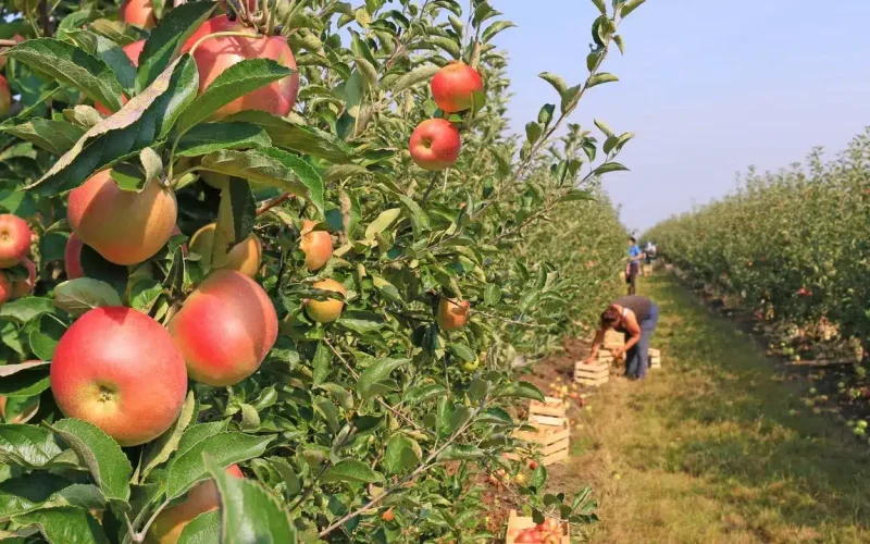 Rows of apple trees with ripe apples; people are picking apples and placing them into wooden crates along the orchard.