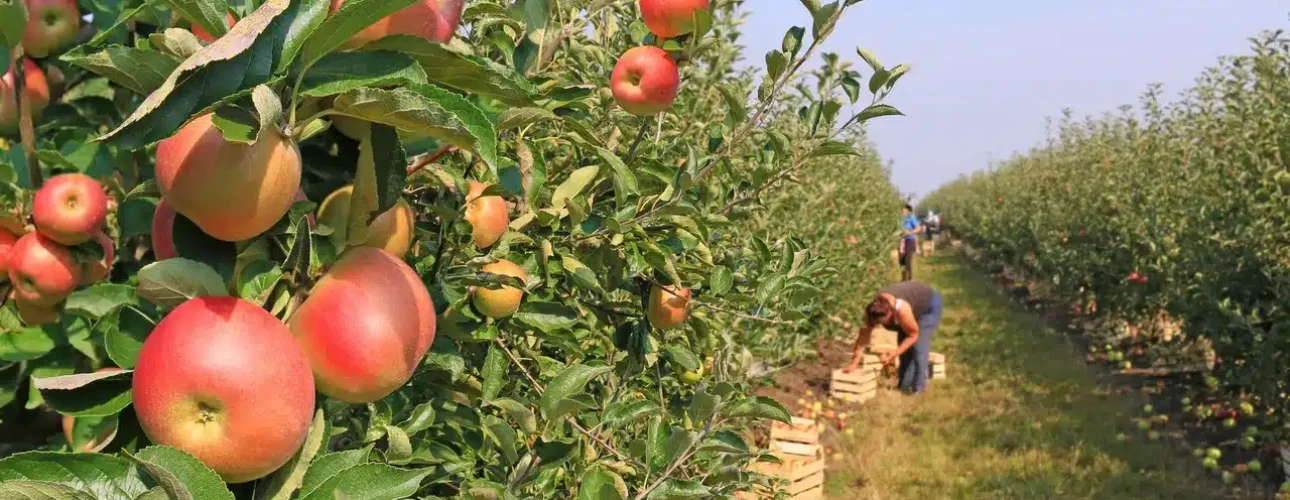 Rows of apple trees with ripe apples; people are picking apples and placing them into wooden crates along the orchard.